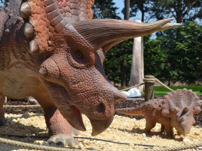 Triceratops